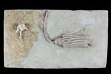 Crinoid Plate (Macrocrinus & Dorycrinus) - Crawfordsville #94393-2